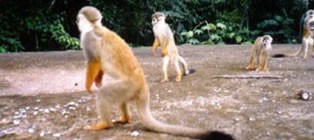 Santuario fauna y flora otun quimbaya